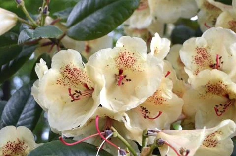 Rhododendrons Stock Photos