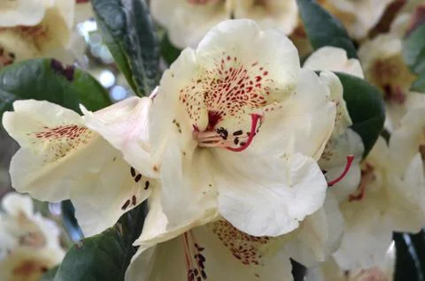 Rhododendrons Stock Photos