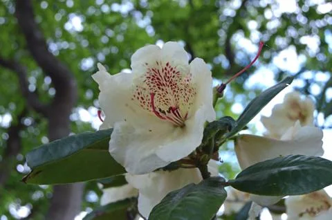 Rhododendrons Stock Photos