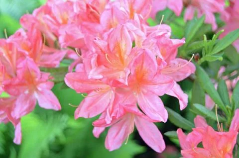 Rhododendrons Stock Photos