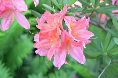 Rhododendrons Stock Photos