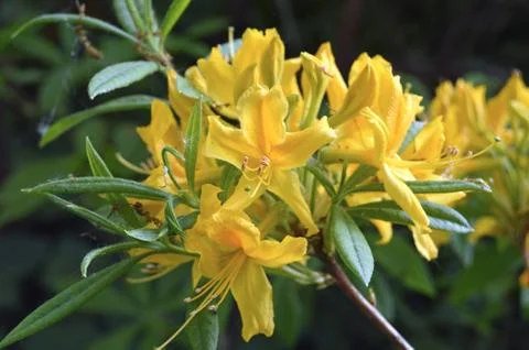 Rhododendrons Stock Photos