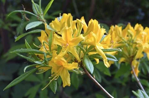 Rhododendrons Stock Photos