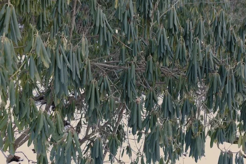 Rhododendrons in winter Vidéo 113228661