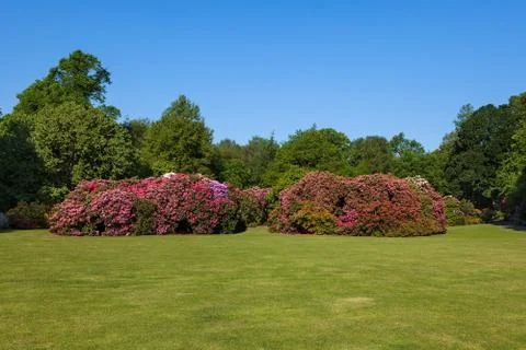 Rhododenron flower bushes and trees in a sunny garden Stock Photos