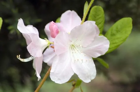 Rhodondron Foto stock