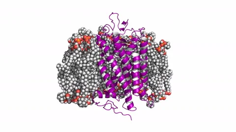 Rhodopsin protein embedded in a membrane, rotating model 스톡 동영상 61495820
