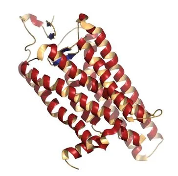 Rhodopsin (visual purple) light perception protein, chemical structure. biolo Stock Illustration