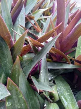 Rhoeo  discolor Stock Photos