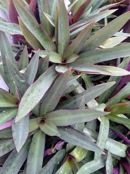 Rhoeo discolor Stock Photos