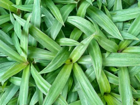 Rhoeo discolor Stock Photos