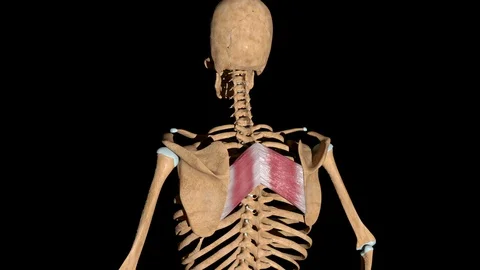 Rhomboid Major Muscles on Skeleton 스톡 동영상 129052602