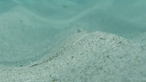 Rhombus camouflaged resting on the sandy bottom of the sea, Mediterranean sea Stock Footage 111818163