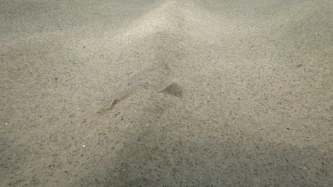 Rhombus camouflaged slips on the sandy bottom of the sea,Mediterranean sea,Italy Stock Footage 111669190