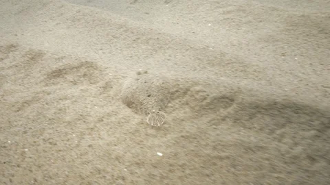 Rhombus camouflaged slips on the sandy bottom of the sea,Mediterranean sea,Italy Stock Footage 111671400