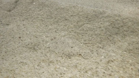 Rhombus camouflaged slips on the sandy bottom of the sea,Mediterranean sea,Italy Stock Footage 111674858