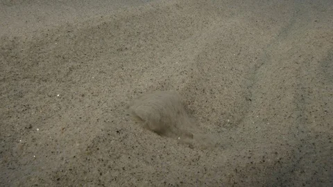 Rhombus gets stuck in the sandy bottom of the sea, Mediterranean sea, Italy Stock Footage 111671852