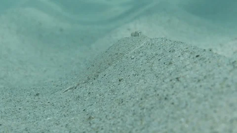 Rhombus on the sandy bottom of the sea slips away, Mediterranean sea, Italy Stock Footage 111818198