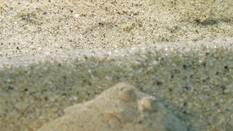 Rhombus slips on a sand dune at the seabed, Mediterranean sea, Italy Stock Footage 111815615