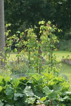 Rhubarb and runner beans growing in a garden Stock Photos