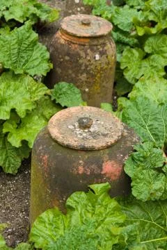 Rhubarb Cloches Stock Photos