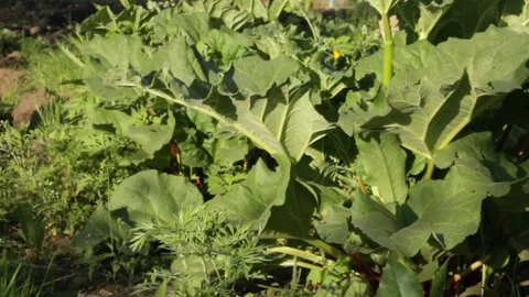 Rhubarb Stock Footage 131067324