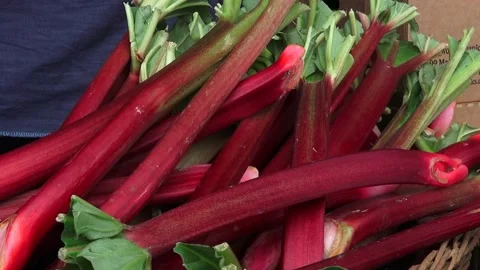 Rhubarb Stock Footage 147632316