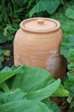 Rhubarb forcing jar 스톡 사진