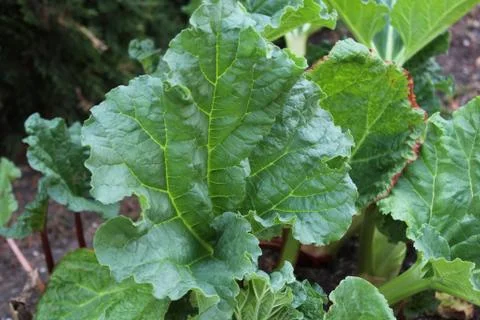 Rhubarb in the ground Stock Photos