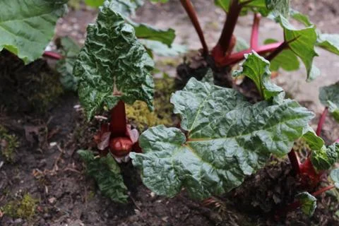 Rhubarb in the ground Foto stock