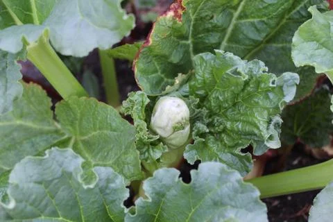 Rhubarb in the ground in the spring Foto stock