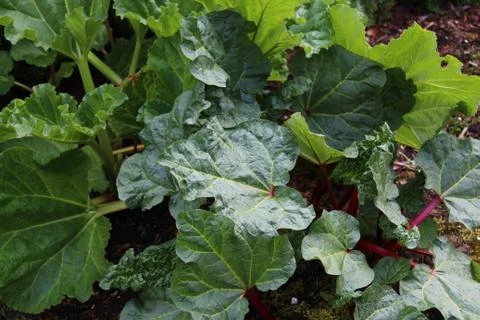 Rhubarb in the ground in the spring Stock Photos
