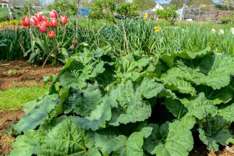 Rhubarb growing in a vegetable plot Stock Photos