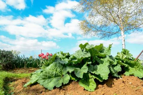 Rhubarb growing in a vegetable plot Stock Photos