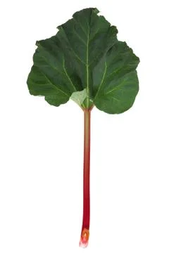 Rhubarb isolated on white background Stock-Fotos