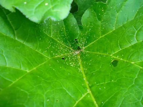 Rhubarb leaf close-up with tiny white specks in garden daylight Stock Photos