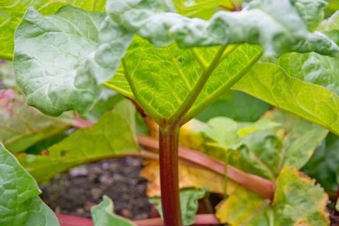 Rhubarb leaf closeup. Stock Photos