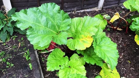 Rhubarb Leaves Vidéo 282874302