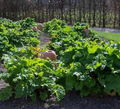 A Rhubarb Patch Stock Photos