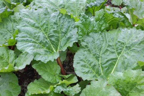 Rhubarb 写真素材