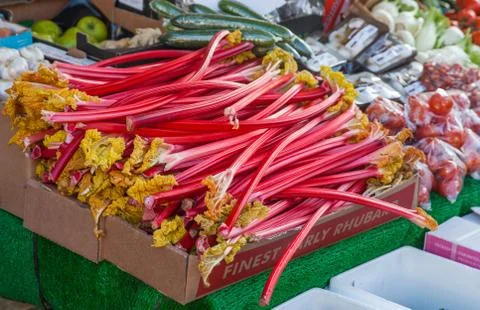 Rhubarb Stock Photos