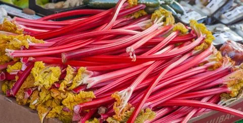 Rhubarb Stock Photos