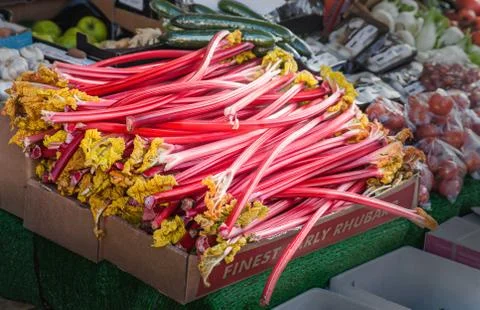 Rhubarb Stock Photos