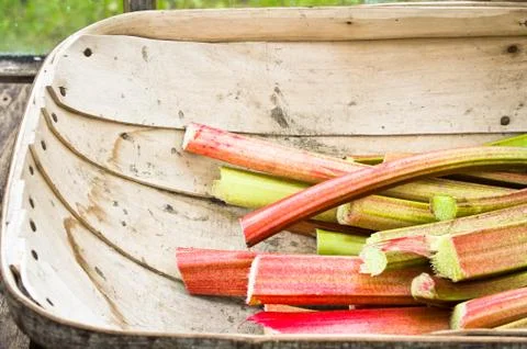 Rhubarb Stock Photos
