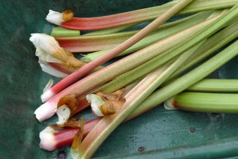 Rhubarb Fotos Stock