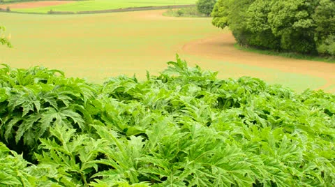 Rhubarb plants growing wild Stock Footage 24453842