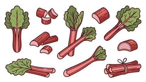 Rhubarb Set Vector Illustration Stock Illustration