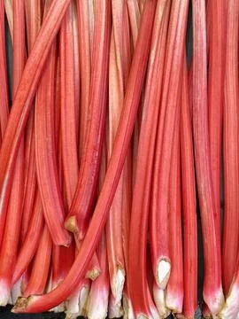 Rhubarb Stalks Stock Photos