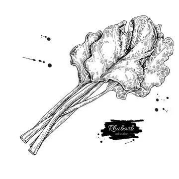 Rhubarb vector drawing set. Isolated hand drawn  sliced piece an Stock Illustration