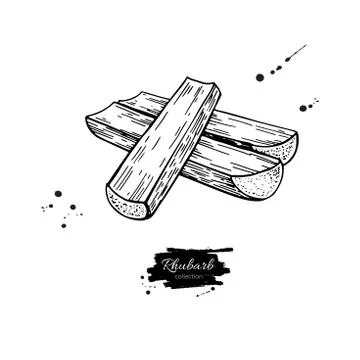 Rhubarb vector drawing set. Isolated hand drawn sliced pieces. Illustrazione stock